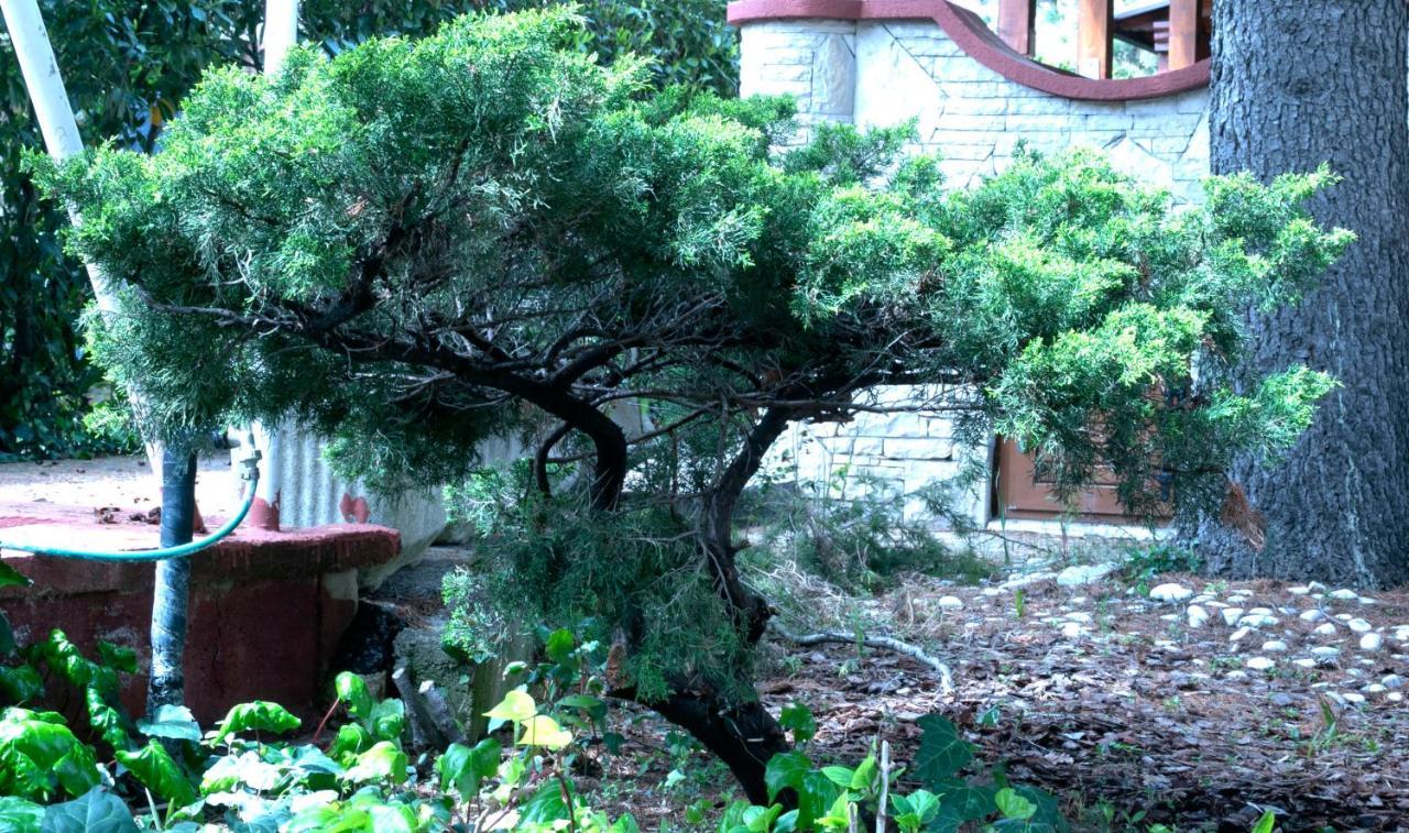 Vila Albatros Bed and Breakfast Rovinj Exterior foto
